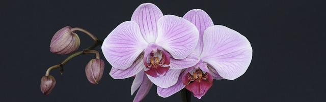 květina orchidej